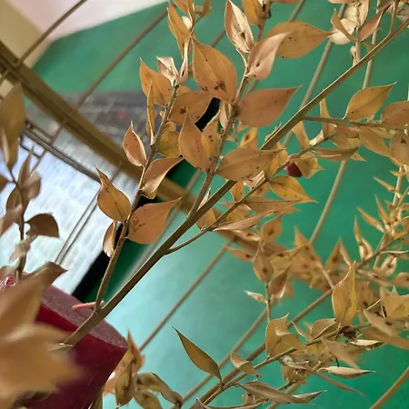 Les D Hotes De La Maison Melomane 3* Saussens