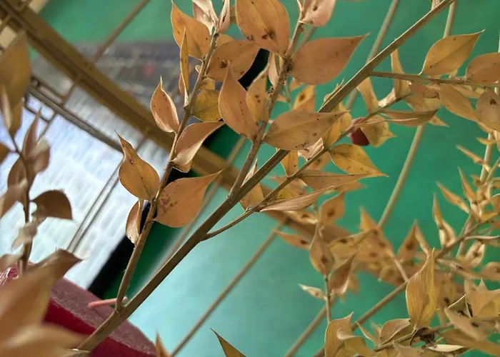 Les D Hotes De La Maison Melomane 3* Saussens